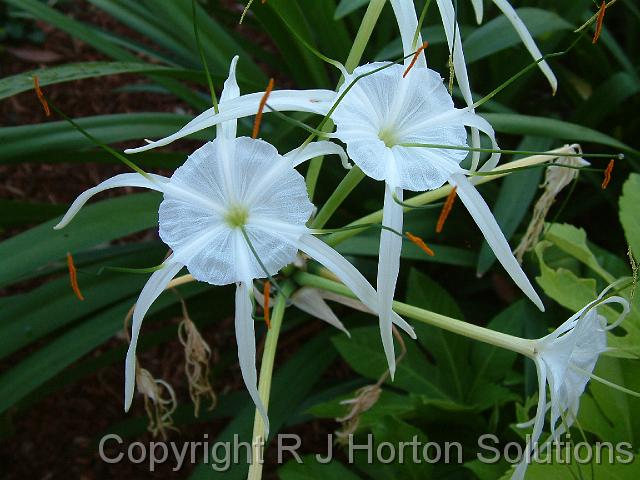 Hymenocallis White